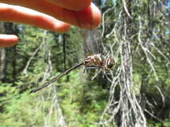Somatochlora forcipata