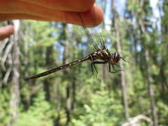 Somatochlora forcipata