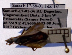 Dicranocephalus medius