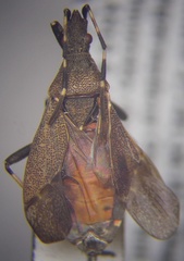 Dicranocephalus medius