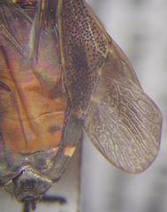 Dicranocephalus medius