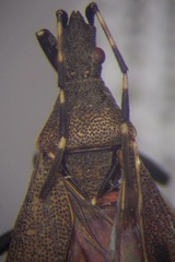 Dicranocephalus medius