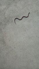 Micrurus diastema alienus