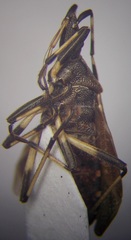 Dicranocephalus medius