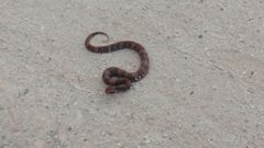 Agkistrodon russeolus