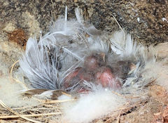 Hirundo neoxena