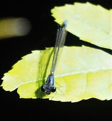 Enallagma cardenium