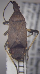 Dicranocephalus medius