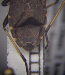 Dicranocephalus medius