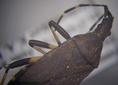 Dicranocephalus medius