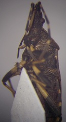 Dicranocephalus medius