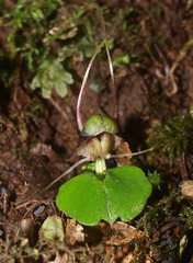 Corybas vitreus