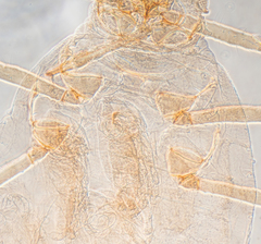 Aphis