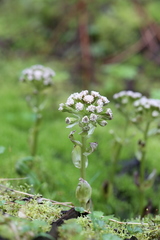 Petasites frigidus palmatus
