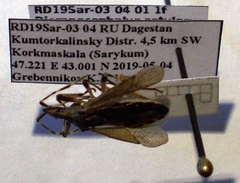 Dicranocephalus setulosus