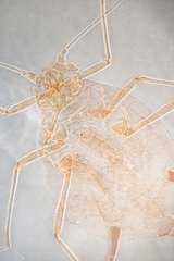 Aphis