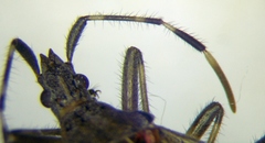 Dicranocephalus setulosus