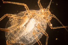 Aphis