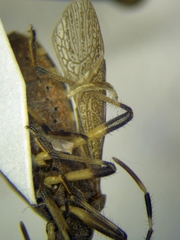 Dicranocephalus setulosus