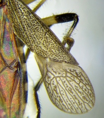 Dicranocephalus setulosus