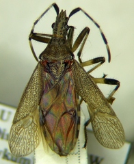 Dicranocephalus setulosus