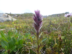 Castilleja parviflora parviflora