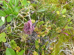 Castilleja parviflora parviflora