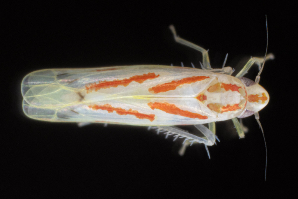 Dikrella cruentata