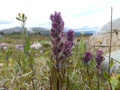 Castilleja parviflora parviflora