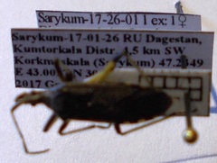 Dicranocephalus setulosus