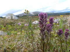 Castilleja parviflora parviflora