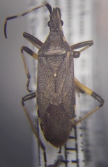 Dicranocephalus setulosus