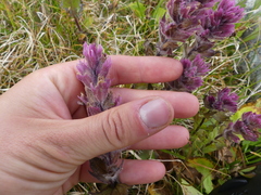 Castilleja parviflora parviflora