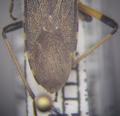 Dicranocephalus setulosus