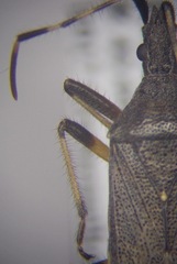 Dicranocephalus setulosus