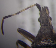 Dicranocephalus setulosus