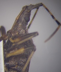 Dicranocephalus setulosus