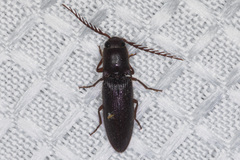 Dicrepidius corvinus