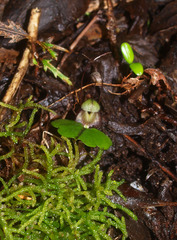 Corybas vitreus
