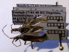 Dicranocephalus setulosus