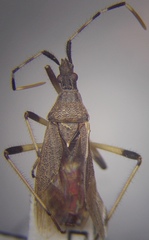 Dicranocephalus setulosus