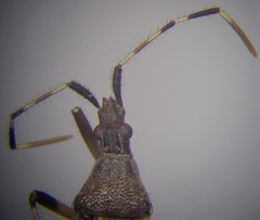 Dicranocephalus setulosus