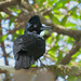 Amazonian Umbrellabird - Photo (c) Cláudio Dias Timm, some rights reserved (CC BY-NC-SA)