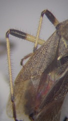 Dicranocephalus setulosus