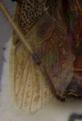 Dicranocephalus setulosus