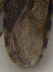 Dicranocephalus setulosus