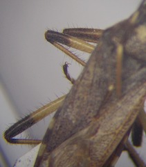 Dicranocephalus setulosus