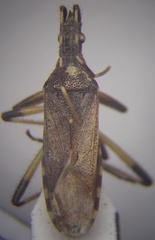 Dicranocephalus setulosus