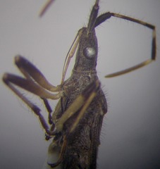 Dicranocephalus setulosus