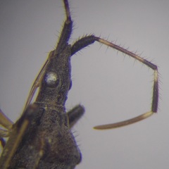 Dicranocephalus setulosus